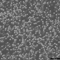 MOLT-3 cell