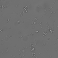 MOLT-4 cell