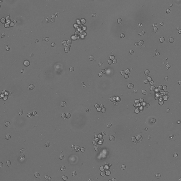 MOLT-4 cell