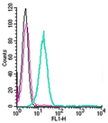 Anti-µ-Opioid Receptor/OPRM1 (extracellular)-FITC Antibody