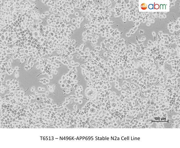 N496K-APP695 Stable N2a Cell Line – Figure 1 of 1