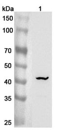 Western blot analysis was performed using anti-ST6GALNAC2 polyclonal antibody at 1ug/mL  on various samples.
Lane 1: Mouse liver lysate