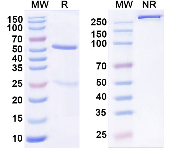 SDS-PAGE for Anti-Mouse ENTPD2/CD39L1 Antibody (SAA0770)