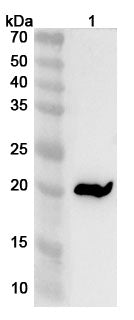 Western blot analysis was performed using anti-SECTM1A polyclonal antibody at 1ug/mL on various samples.
Lane 1: Rat liver lysate