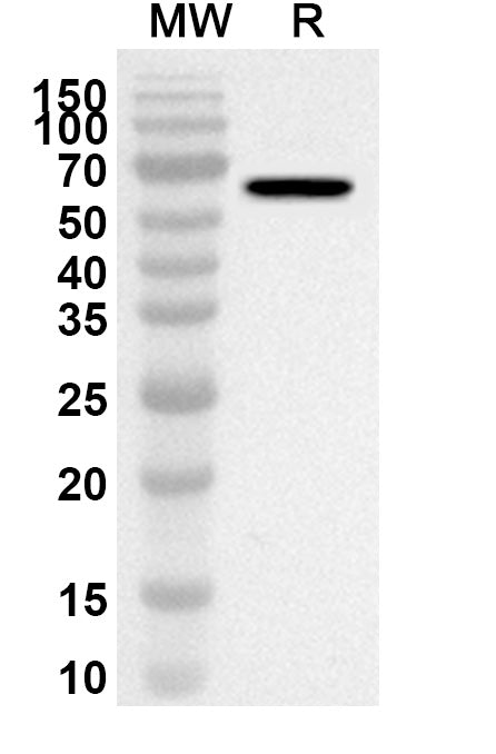 Western blot analysis was performed using anti-Mouse AIFM3/AIFL polyclonal antibody at 1ug/mL on recombinant Mouse AIFM3/AIFL (Catalog No. MP127012).