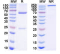SDS-PAGE for scFv mIgG2a Fc(L234A/L235A) Isotype Control Antibody (HyHEL-10)