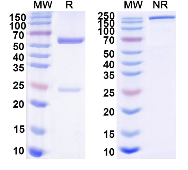 SDS-PAGE for scFv mIgG2a Fc(L234A/L235A) Isotype Control Antibody (HyHEL-10)