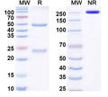 SDS-PAGE for Anti-Mouse WDR45 Monoclonal Antibody (1A445)