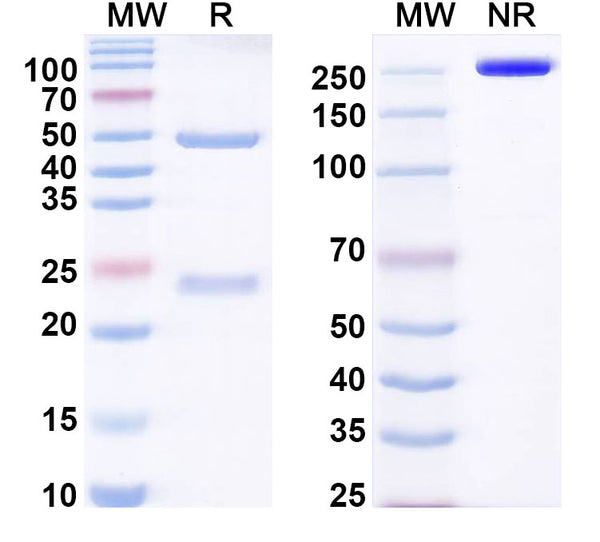 SDS-PAGE for Anti-Mouse WDR45 Monoclonal Antibody (1A445)