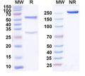 SDS-PAGE for Anti-Mouse WDR45 Monoclonal Antibody (1A446)