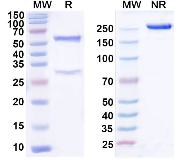 SDS-PAGE for Anti-Mouse WDR45 Monoclonal Antibody (1A446)