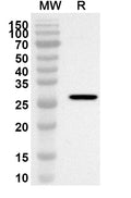 Western blot analysis was performed using anti-Mouse Btnl4 polyclonal antibody at 1ug/mL on recombinant Mouse Btnl4 (Catalog No. MP305012).