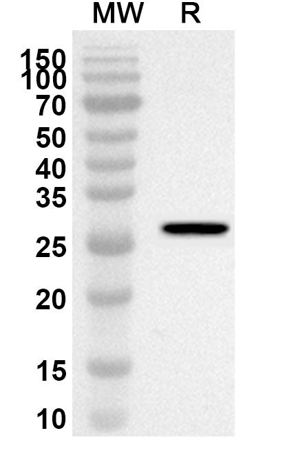 Western blot analysis was performed using anti-Mouse Btnl4 polyclonal antibody at 1ug/mL on recombinant Mouse Btnl4 (Catalog No. MP305012).
