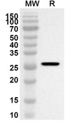Western blot analysis was performed using anti-Mouse Btnl1 polyclonal antibody at 1ug/mL on recombinant Mouse Btnl1 (Catalog No. MP324012).