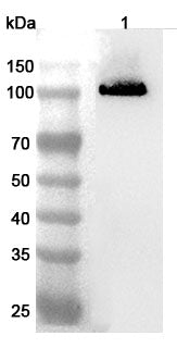 Western blot analysis was performed using anti-CDH9 polyclonal antibody at 1ug/mL  on various samples.
Lane 1: Mouse brain lysate