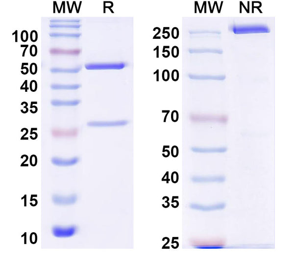 SDS-PAGE for Anti-Mouse EHF/ESE-3 Monoclonal Antibody (1A145)
