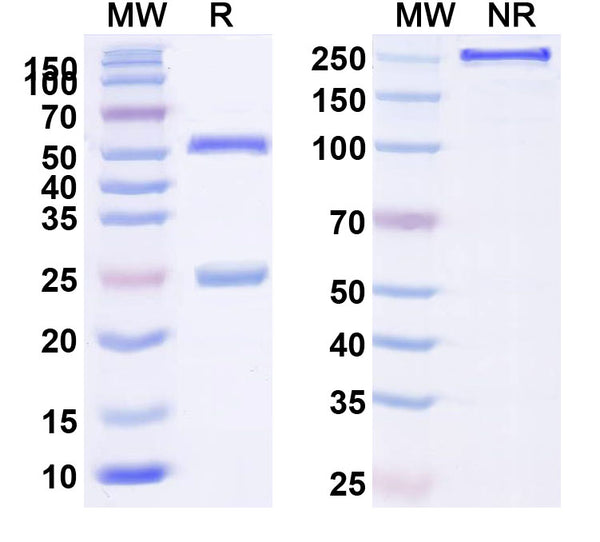 SDS-PAGE for InVivoMAb Anti-Mouse TCR αβ/alpha-beta TCR Antibody (H57-597)