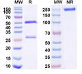 SDS-PAGE for Anti-Mouse TCR Vβ?8 Antibody (F23.1)