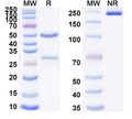 SDS-PAGE for Anti-Mouse TCR V β 8.1/8.2 Antibody (KJ16)