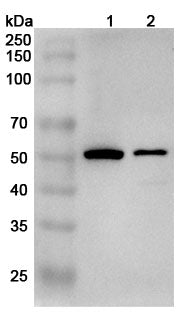 Western blot analysis was performed using anti-BTN2A2 polyclonal antibody at 1ug/mL on various samples.
Lane 1: NIH3T3 cell lysate
Lane 2: MCF-7 cell lysate