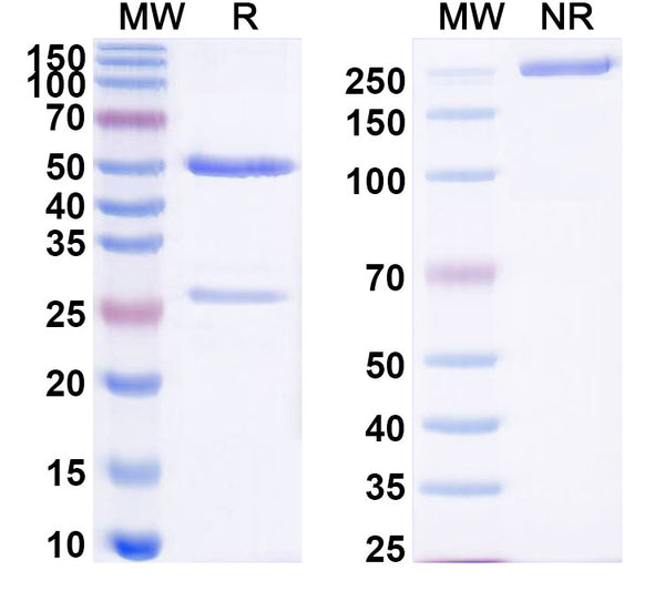 SDS-PAGE for InVivoMAb Anti-Mouse VISTA & PD-L1 Bispecific Antibody (Iv0246)