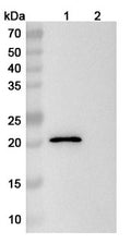 Western blot analysis was performed using anti-CD16/FcRIII monoclonal antibody at 1ug/mL on various samples.
Lane 1: recombinant mouse CD16/FcRIII  (Catalog No: MP369012)
Lane 2: negative control