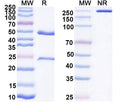 SDS-PAGE for Purified Mouse Anti-Mouse CD16/CD32 (Mouse AS Fc Block?) (2.4G2)