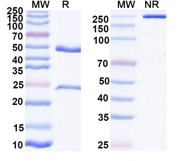 SDS-PAGE for Purified Mouse Anti-Mouse CD16/CD32 (Mouse AS Fc Block?) (2.4G2)