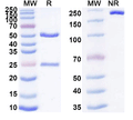 SDS-PAGE for Anti-Mouse TCR Vβ?4 Antibody (KT4)