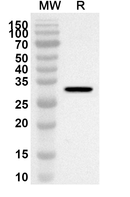 Western blot analysis was performed using anti-Mouse CADM4 polyclonal antibody at 1ug/mL on recombinant Mouse CADM4 (Catalog No. MP607012).
