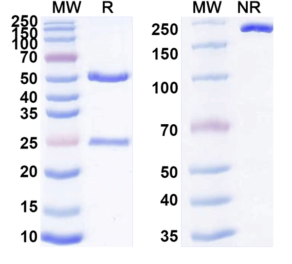 SDS-PAGE for Anti-Mouse TCR γ/δ Antibody (UC7-13D5)