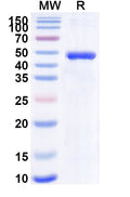 Recombinant Mouse IL4I1 Protein, N-His