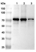 Western blot analysis was performed using anti-SPHK2 polyclonal antibody at 1ug/mL  on various samples.
Lane 1: HCT116 cell lysate
Lane 2: Raji cell lysate
Lane 3: LO2 cell lysate