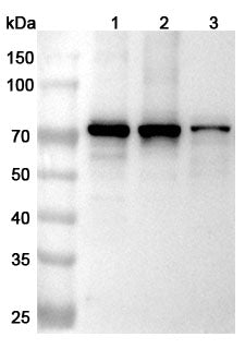 Western blot analysis was performed using anti-SPHK2 polyclonal antibody at 1ug/mL  on various samples.
Lane 1: HCT116 cell lysate
Lane 2: Raji cell lysate
Lane 3: LO2 cell lysate
