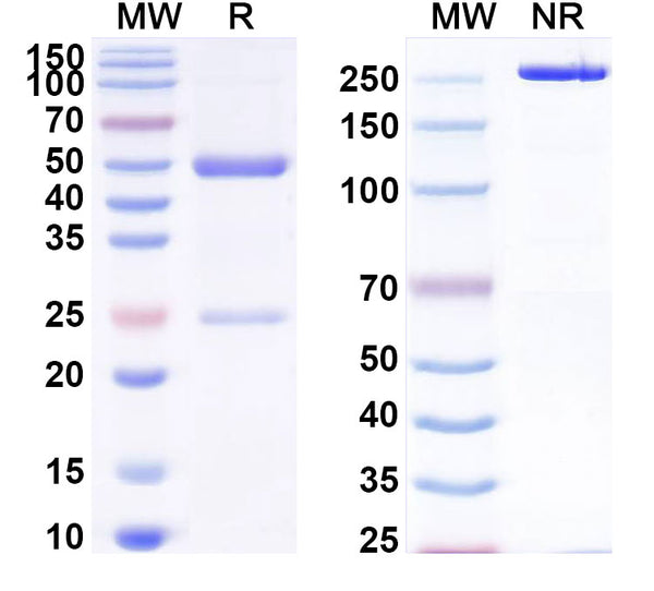 SDS-PAGE for Anti-Mouse BTNL2/BTL-II Monoclonal Antibody (1A066)
