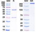 SDS-PAGE for Anti-Mouse H2-L Antibody (64-3-7#)