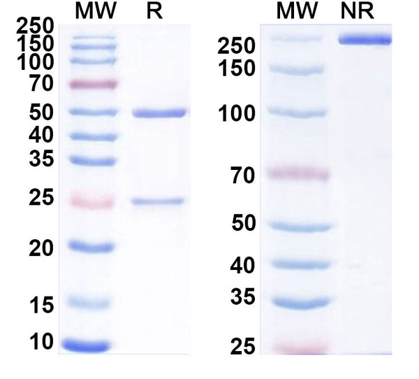 SDS-PAGE for Anti-Mouse H2-L Antibody (64-3-7#)