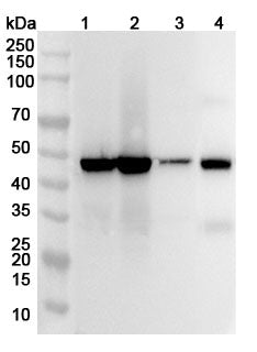 Western blot analysis was performed using anti-TXNDC5 polyclonal antibody at 1ug/mL on various samples.
Lane 1: Mouse stomach lysate
Lane 2: Mouse colon lysate
Lane 3: Mouse skeletal muscle lysate
Lane 4: Rat colon lysate