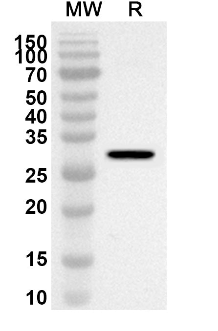 Western blot analysis was performed using anti-Mouse ST14 polyclonal antibody at 1ug/mL on recombinant Mouse ST14 (Catalog No. MP883012).