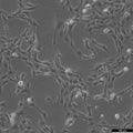 MPC5 cell – Figure 1 of 1