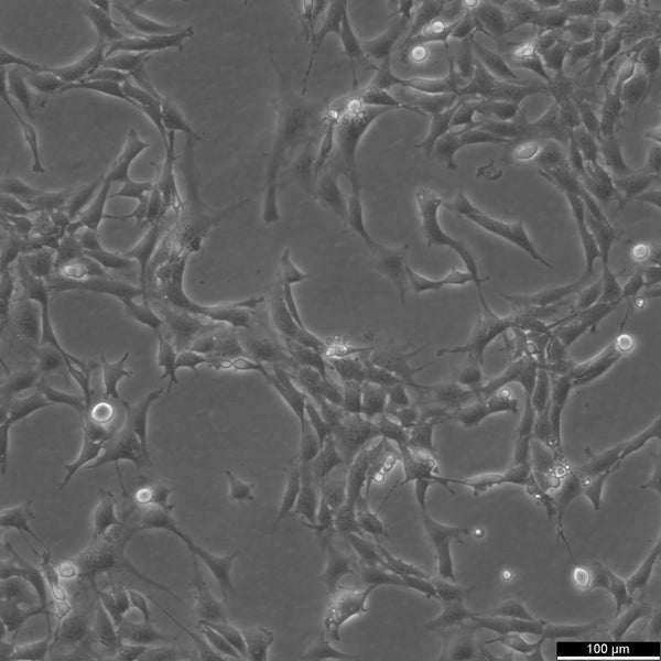 MPC5 cell – Figure 1 of 1