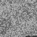 MR1 cell