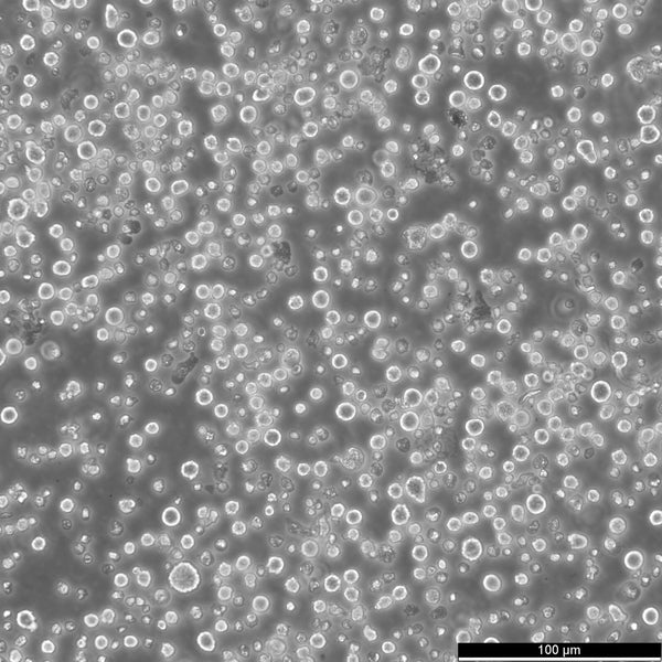 MR1 cell