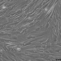 MRC-5 cell