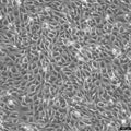 MS1 cell