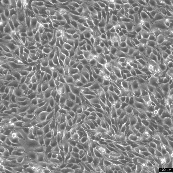 MS1 cell