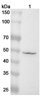 Western blot analysis was performed using anti-PLA1A polyclonal antibody at 1ug/mL on various samples.
Lane 1: Hela cell lysate