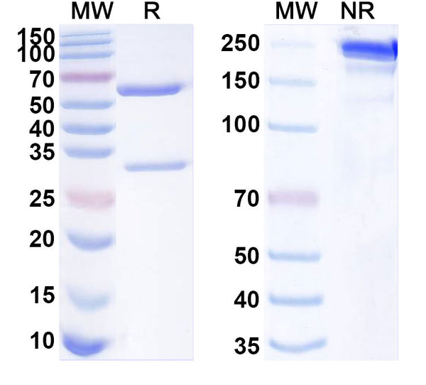 SDS-PAGE for InVivoMAb Anti-Mouse TIGIT & PD-L1 Bispecific Antibody (Iv0247)