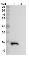 Western blot analysis was performed using anti-TIGIT monoclonal antibody at 1ug/mL on various samples.
Lane 1: recombinant mouse TIGIT  (Catalog No: MS739012)
Lane 2: negative control