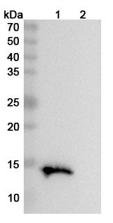 Western blot analysis was performed using anti-TIGIT monoclonal antibody at 1ug/mL on various samples.
Lane 1: recombinant mouse TIGIT  (Catalog No: MS739012)
Lane 2: negative control